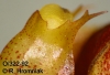 Bulbophyllum weberi  (08)